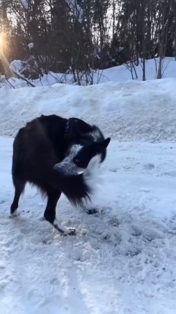 А сколько у него высших образований_
