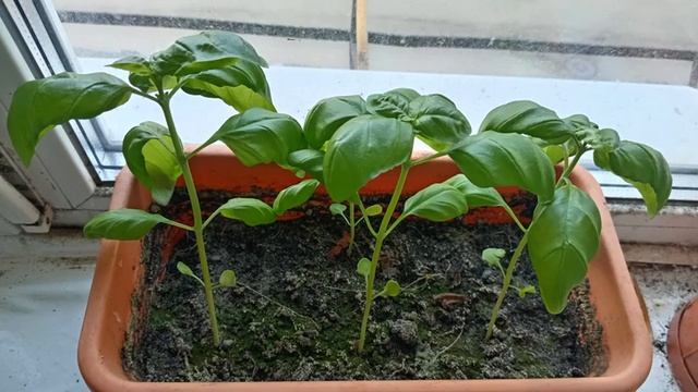 базилик на подоконнике смотреть онлайн