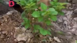 Домашний. Свадебный размер. Выпуск 2