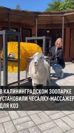 В Калининградском зоопарке установили чесалку-массажер для коз