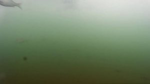 Подводное видео. Новичкам везёт.