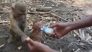 Обезьянок лесных нашли Напоили накормили Успокоились Спать хотят Добрая милота