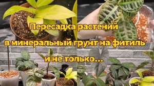 Пересадка растений в минеральный грунт на фитиль и не только...