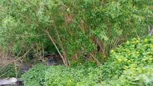 Неизвестные стоки в месте благоустройства набережной в Ачинске