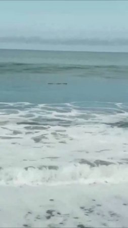 Я думал, что это коряга, плывущая в море, но я ошибся.