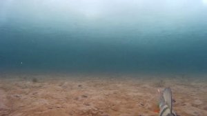 Подводное видео. Наелись в праздник.