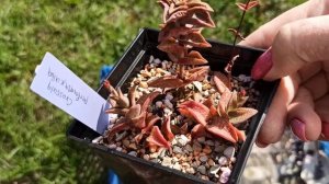 Обрезка суккулентов: как, зачем и что происходит с растением после обрезки