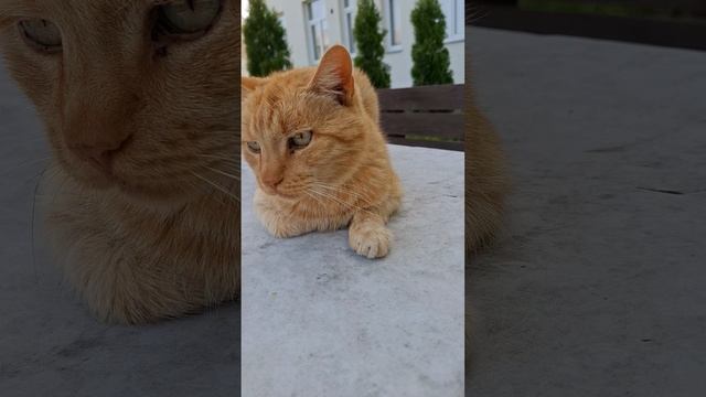 Только рыжий кот может это сделать! 🐾?