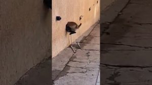 Когда твой кот – звезда комедии, а собака – мастер фейлов! Подборка приколов 202