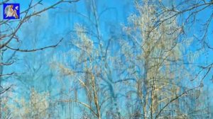 Белая берёза. (стихи С.Есенина)