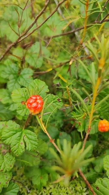Морошка. Как выглядит ягода. Где растет. Внешний вид. Р? смотреть онлайн