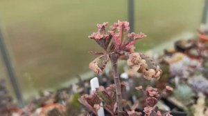 Каланхоэ Серрата Вариегатное "Розовые бабочки" (kalanchoe pink butterflies): уход, размножение и т.д