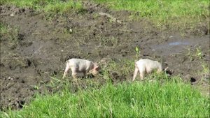 Дорога в деревню