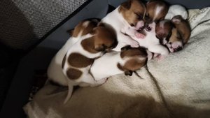 Милые щеночки 🐶Джек Рассел Терьер