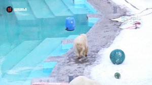 В ижевском зоопарке отпраздновали день рождения белой медведицы