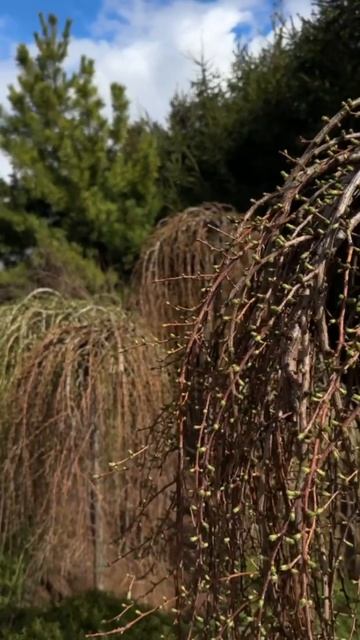 Уход за весенним садом🌱 #ландшафт #ландшафтныйдизайн смотреть онлайн