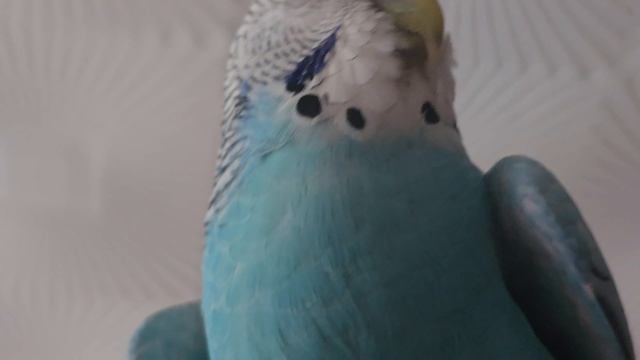 Тоша позирует перед камерой