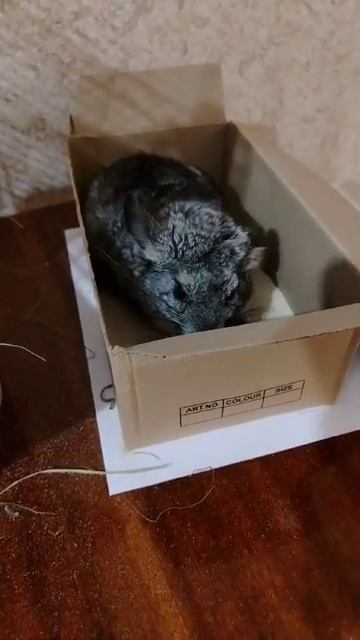 Кто купается в песка? Нет, совсем не воробей! смотреть онлайн