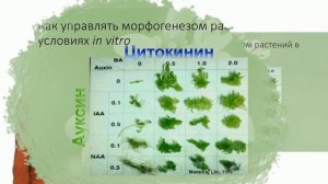Физиология растений. Гормоны растений.  Часть 2 - Цитокинины (Лабунская Е. А.)