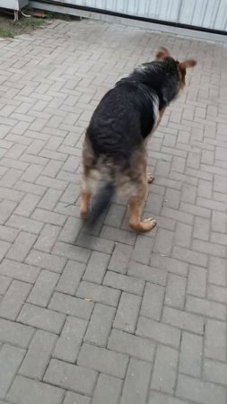 танцующий немец