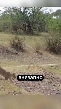 Момент из дикой природы_ лев и бабуин #факты