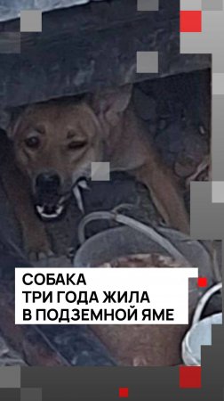Собака три года жила в подземной яме