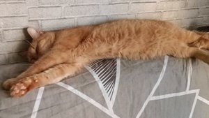 Рыжий Кысс почивает