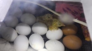 вывозим навоз. делаю творог.у нас пополнение. первый урожай.