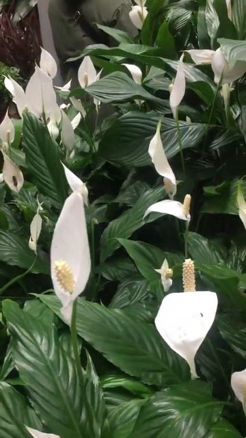 Цветы в OBBI январь смотреть онлайн