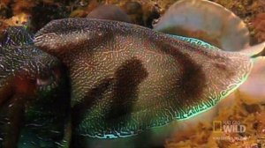 Hypnosis Attack | World's Deadliest