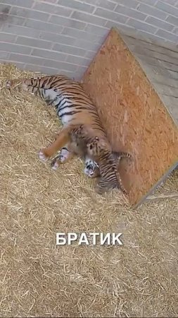 Неудачный тихий час для мамы тигрицы #истории #история #новости #новость #shorts