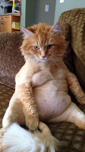 картинки смешных котиков / 1 часть... #мем #приколы #прик? смотреть онлайн