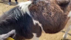 МАЛ БАЗАР / КАРА-БАЛТА / 11.05.2025 #малбазар