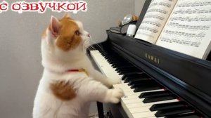 Приколы с Котами!😸Смешные Коты и Кошки!😸С озвучкой!😸