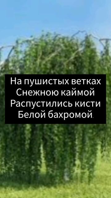 Сергей Есенин. Стихотворение: Берёза смотреть онлайн