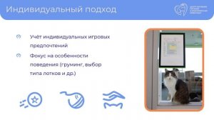 Эволюция подходов к благополучию кошек в ЦИПБЖ