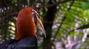 (4K) Breathtaking Colorful Birds of the Rainforest PART IV 1HR Wildlife Nature Film + Jungle Sounds