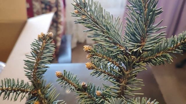 Ель Биалобок ,саженец с Валдберрис.Первая часть. смотреть онлайн