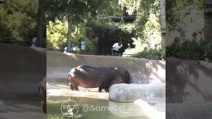 Отшлепал бегемота