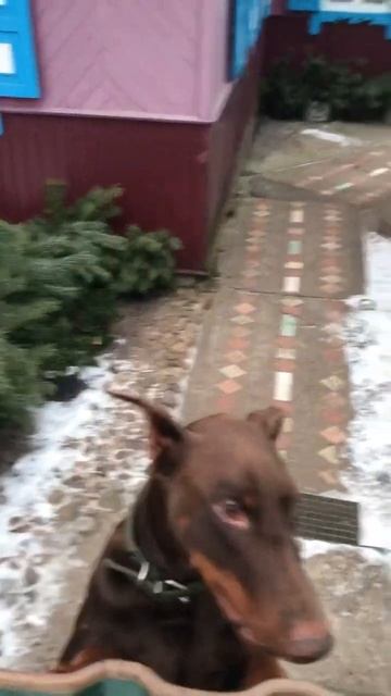 Здоровый образ жизни 💪🐎🐕🫵#думайсам #осознание #бе? смотреть онлайн