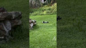 Магпай дерутся и поют. Самка наблюдала, а потом свалила #птичьяжизнь #разборки #birdslife #magpie