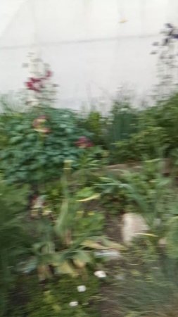 Цветник скоро начнёт цвести.