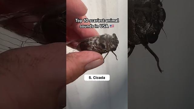 Top 10 scariest animal sounds in USA