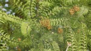 Дача 31.05.25. Пауки, деление и черенкование растений, клейстогамия, ливень