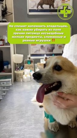 Что проглотила собака?