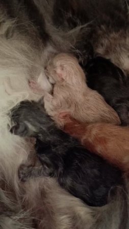 Первое ням-ням 🥰 Котята мейн кун