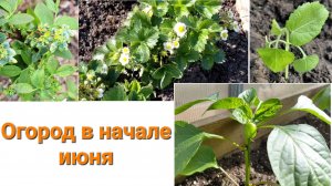 Огород. Начало июня