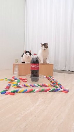 Cats and Mentos Cola
