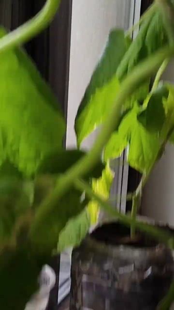 Огурцы на подоконнике зимой #shorts смотреть онлайн