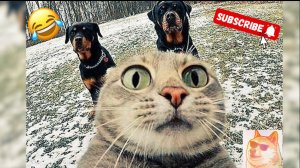 Смешные моменты с животными! Ржака до слез🤣 Попробуй не засмеяться челлендж😜